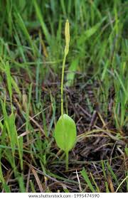 Image result for Ophioglossaceae