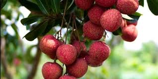 Nghiêm cấm người dân tụ tập nơi công cộng, kể cả tập thể dục. Phan Biá»‡t Váº£i Thiá»u Viá»‡t Nam Va Váº£i Trung Quá»'c