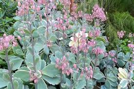 Kalanchoe Fedschenkoi Variegata In 2020 Low Water Plants Variegated Plants Colorful Succulents