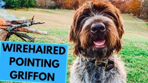 Known in its homeland as the cesky fousek, the bohemian wirehaired pointing griffon is a versatile gundog with a thick wiry coat. Wirehaired Pointing Griffon Top 10 Interesting Facts Youtube