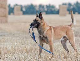 The belgian malinois will do okay in an apartment if it is sufficiently exercised. Belgische Malinois Wie Man Ein Gluckliches Zuhause Fur Sein Haustier Schafft