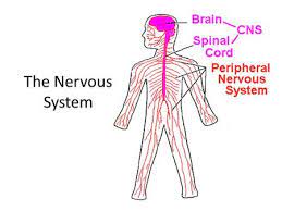 The nervous system is divided into two branches: The Nervous System 10 Dq Draw A Neuron And Label All The Parts Get Out Your Frog Book To Be Turned In Ppt Download