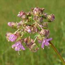 Image result for Macrotyloma ellipticum