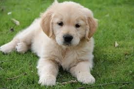 These beautiful and loyal dogs will be an amazing asset to any family. View Ad Golden Retriever Puppy For Sale Near Florida Miami Usa Adn 27086