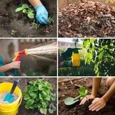 If the water seeps into the soil quickly, it should be fine. 20 Things You Should Never Do In The Vegetable Garden Diy Crafts