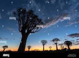 Image result for Cyphostemma hermannioides