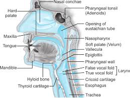 Neck anatomy, anatomy for sculptors. Sagittal Section Head And Neck Showing Anatomy Of The Airway Download Scientific Diagram