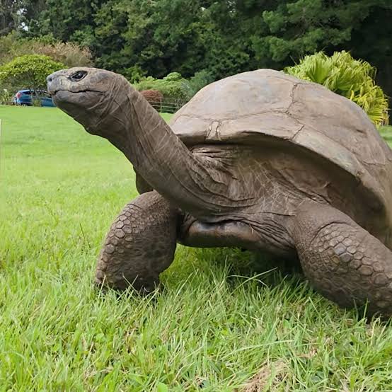Jonathan, la tortuga de 194 años que podría ayudar a revelar los secretos del envejecimiento
