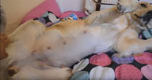 How early can you identify if a dog is pregnant? What To Do If Your Dog Is Pregnant Step By Step