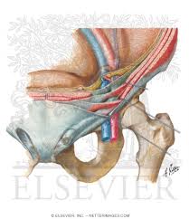 A pulled groin muscle usually refers to a painful injury. Inguinal Canal And Spermatic Cord The Adult Inguinal Region