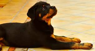 miniature rottweiler the smallest guard dog the happy