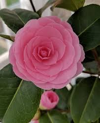 Camellia Williamsii E G Waterhouse Garden Plants Plants Camellia