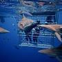 Shark Cage Diving KZN from sharkcagedivingdurban.com
