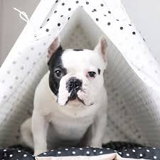 Black And White Frenchie Dog Frenchie Teepee Bed By Dogandteepee French Bulldog Black And White Dog Teepee Available At Dogandteepee Com Dog Teepee French Bulldog Bulldog
