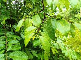 Image result for Grewia micrantha