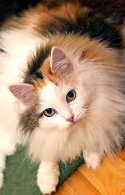 Sign In Crazy Cats Cute Cats Calico Cat
