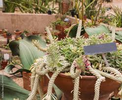 Image result for Monadenium lugardiae