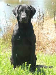 In goldvein, va on 116 acres of rolling pastures, woods, streams, and ponds. Professional Labrador Training Breeding In Southside Virginia North Carolina Cedar Hill Retrievers