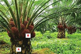 Breaking news and views from malaysia's top english language news source get the latest malaysia news stories and opinions with focus on. Oil Palm Tree A With Fresh Fruit Brunches B Source Available From Download Scientific Diagram