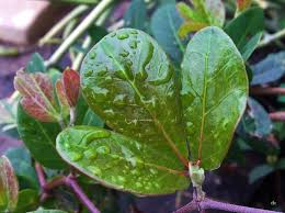 Image result for Rhoicissus digitata