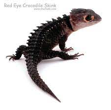 Red Eye Crocodile Skink By Charfade On Deviantart Crocodile Skink Red Eyed Crocodile Skink Cute Reptiles