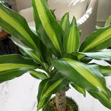 Image result for Dracaena steudneri