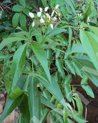 Image result for Crateva