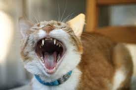 Identifying And Treating Mouths Full Of Hurt Humanepro By The Humane Society Of The United States