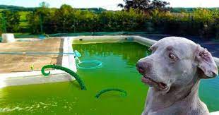 May 06, 2021 · but the fun of owning a pool comes at a price—and not just the cost of the pool installation itself. Dark Green Matter When To Drain The Pool Intheswim Pool Blog