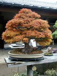 Bonsai At Fall Mit Bildern Bonsai Baum Japanischer Garten Bonsai