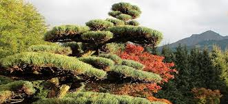 Etwas neues im brose bonsai garten. Gartenbonsai Wichtige Details Zu Kauf Und Pflege