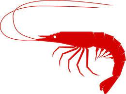 Camarones Camarones Dibujos Png Clip Art Free Clip Art Logo Samples
