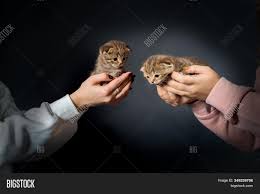 Some cats have a tortoiseshell or patched type of tabby. Brown Ginger Striped Image Photo Free Trial Bigstock