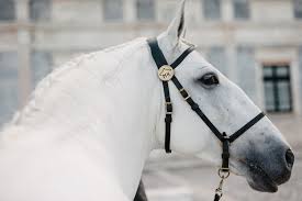 Providing top quality sheep wire fencing, stock fencing, creosote post & rail, electric, barbed and equine fencing systems nationwide. The Power Of Aesthetics Equilife World