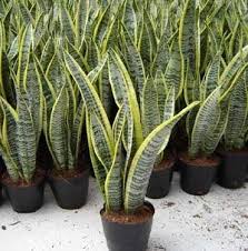 Bunlar limon, mandalina, nar, ananas, kivi, biber. Evimizde Yetistirebilecegimiz Sifali Bitkiler Ve Bize Sagladigi Faydalari Nelerdir Kizlarsoruyor