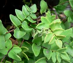 Image result for Pellaea boivinii