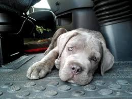 kopek dunyasi adli kullanicinin 2021 satilik cane corso fiyatlari panosundaki pin cane corso kopek bekci kopegi