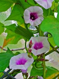 The sweet potato plant is a branching, creeeping vine with spirally arranged lobed, heart shaped leaves and white or lavender flowers. List Of Sweet Potato Cultivars Wikipedia