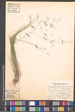 Image result for Sorghastrum stipoides