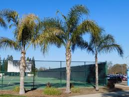 Image result for Syagrus romanzoffiana