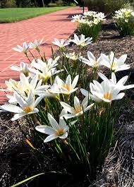 Image result for Zephyranthes candida