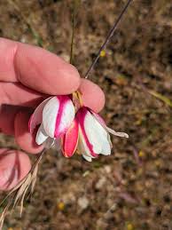 Image result for Hesperantha longicollis