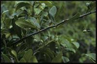 Image result for Terminalia boivinii