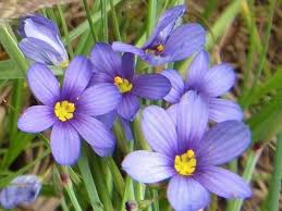 Check spelling or type a new query. Top 55 Beautiful Types Of Blue Flowers With Names And Pictures Florgeous