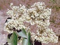 Image result for Dalbergia boehmii