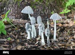 Image result for Coprinus lagopus