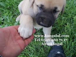 Kangal Yavrusu Kangal Ciftligi Kangal Yavru Satisi Kangal Kopegi Yavru Kopek Akbas