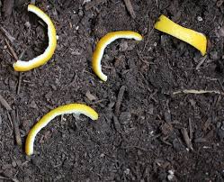 Use Lemon Peel To Deter Cats From Your Garden From My Homestead Gallery Garden Pests Veggie Garden Plants