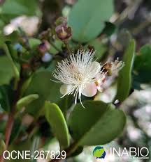 Image result for Myrtaceae