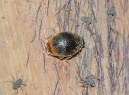 Image result for Pseudobromus engleri